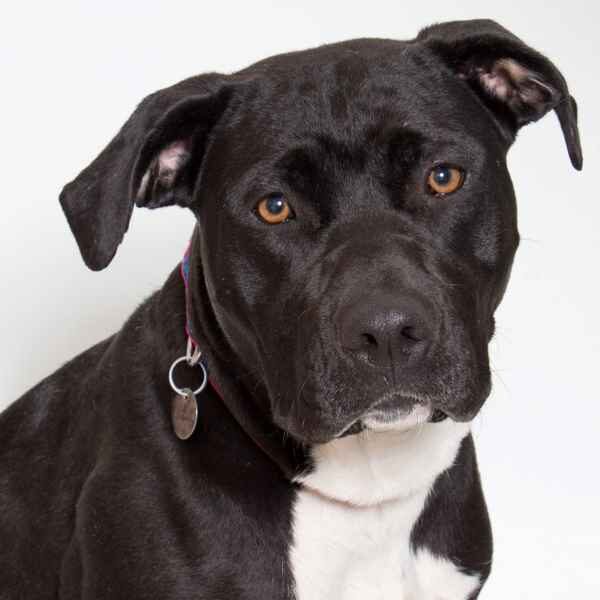 adoptable pet of the week star