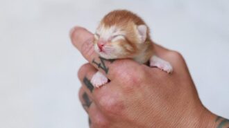 A NCPC kitten named Meatball