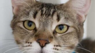 Adoptable pet of the week
