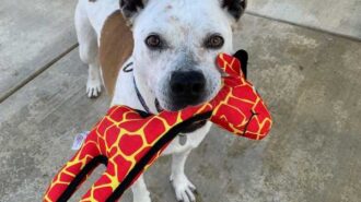 Adoptable pet of the week Doris