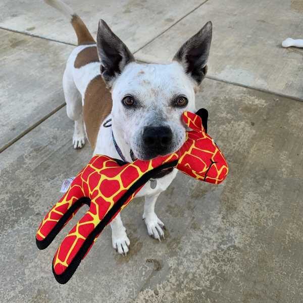 Adoptable pet of the week Doris