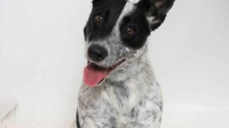 Adoptable pet of the week Katmai
