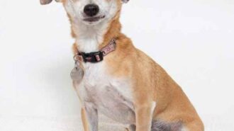 Adoptable pet of the week Marky