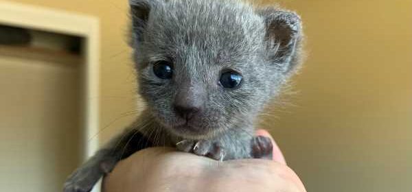 cat fosters 2