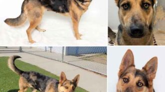 Adoptable Pet of the Week Malaya