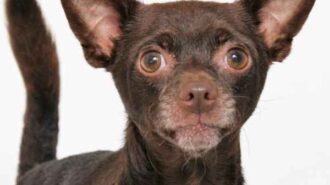 Adoptable pet of the week: Mojito