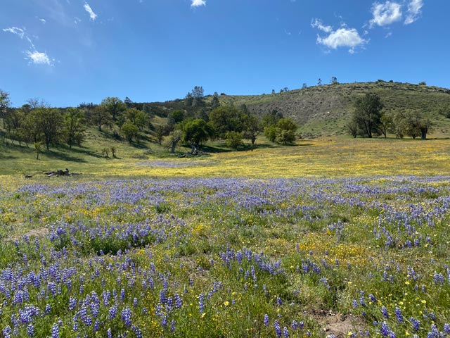 Carizzo Plain or Carissa Plain nature preserve Central Coast SLO County - SDB