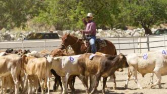 horsemanship skills