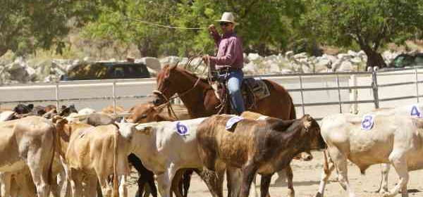 horsemanship skills