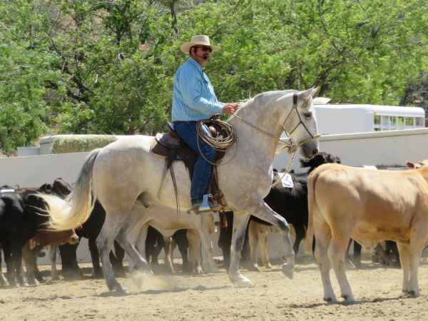 skills early vaquero