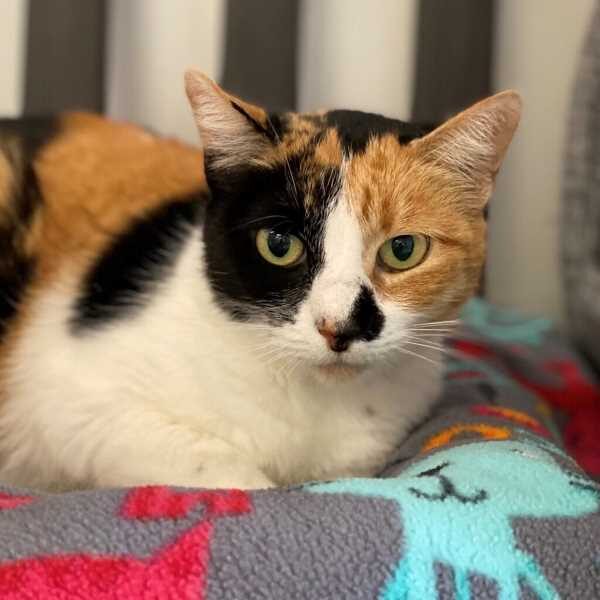 angel