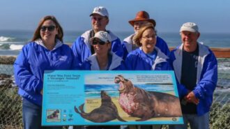 elephant seal docents