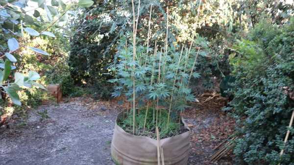illegal grow 2