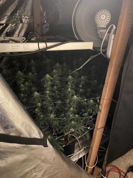 illegal grow
