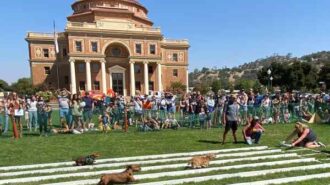 weiner dog races