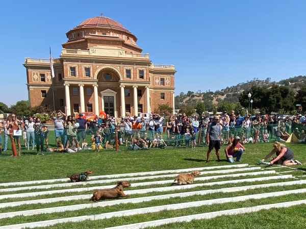 weiner dog races