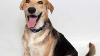 Adoptable pet of the week Eren