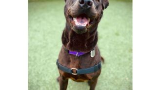 adoptable pet of the week