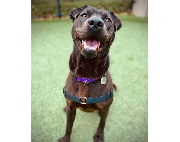 adoptable pet of the week