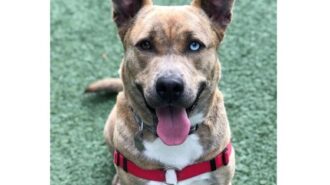 adoptable pet of the week