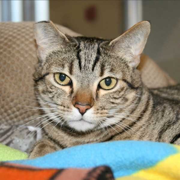 blue jeans Adoptable Pet of the Week