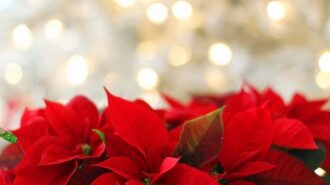 pointsettia