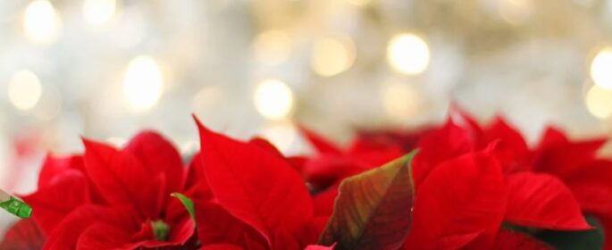 pointsettia