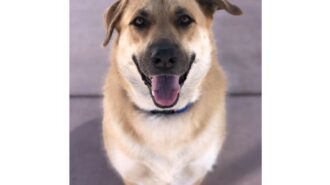 Heidi