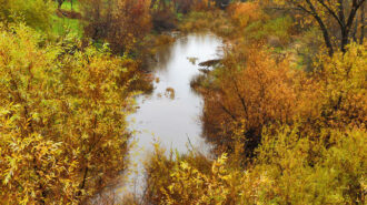 The Salinas River flowing near 13th Street on Tuesday.