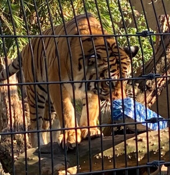 TIger on all-4's sniffing