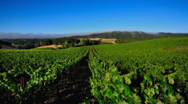 Is Paso Robles the next great California wine destination?