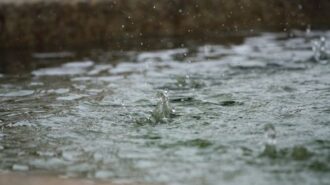 rainfall paso robles