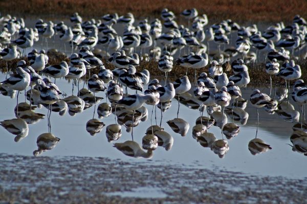 Avocets