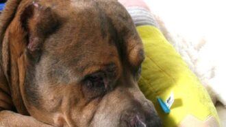 pet of the week 2