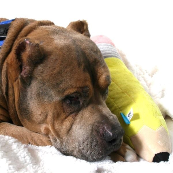pet of the week 2