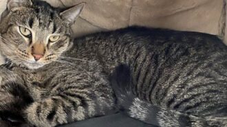 pet of the week
