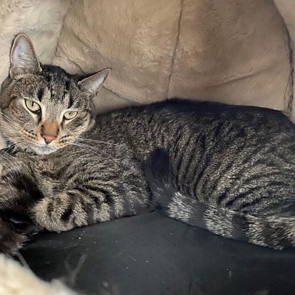 pet of the week