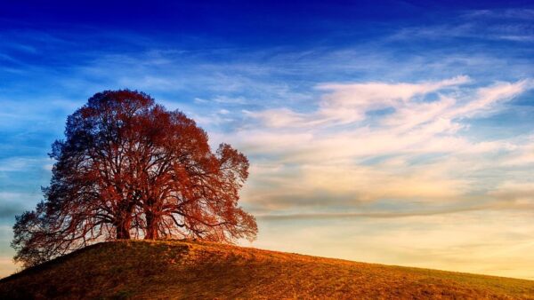 sunshine paso robles