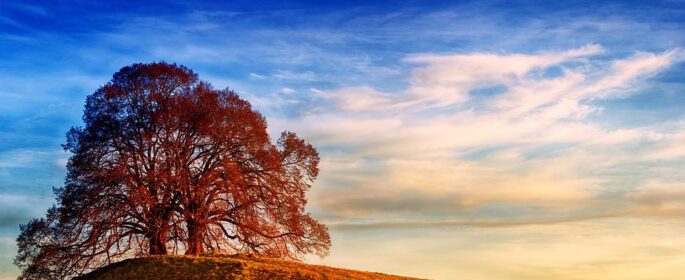 sunshine paso robles