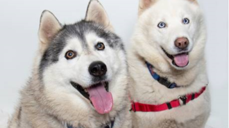 pets of the week