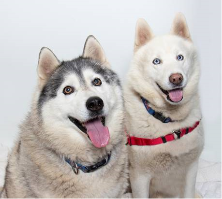 pets of the week