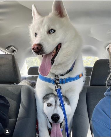 pic sherlock and snowy