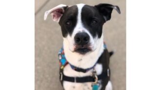 Duke
