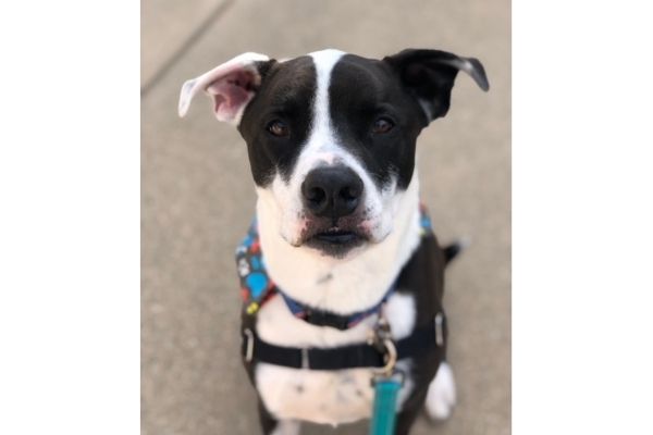 Duke