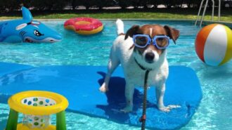 draining your pool