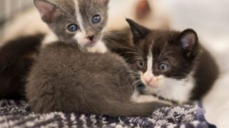 kittens