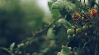 tomato plant sale
