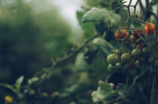 tomato plant sale