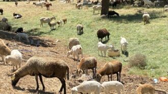 Goats and Sheep pastoral scene