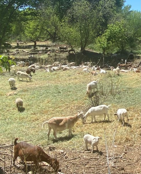 Goats and sheep off River Road
